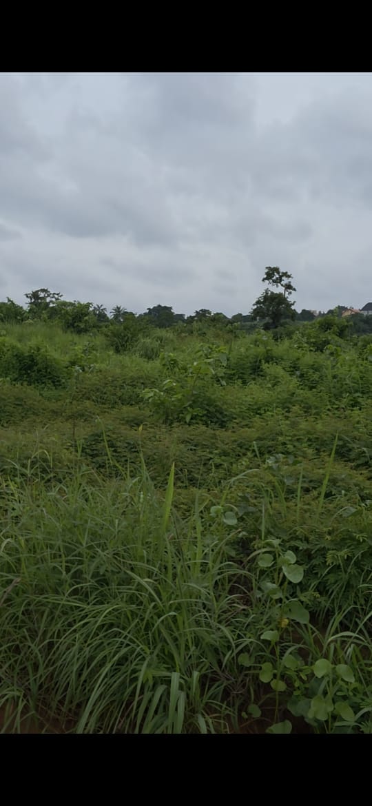 FIVE PLOTS OF LAND ALONG ENUGU-ONITSHA EXPRESSWAY, OPPOSITE MILTON STEEL COMPANY - For Sale in ENUGU-ONITSHA EXPRESSWAY, OPPOSITE MILTON STEEL COMPANY, Anambra